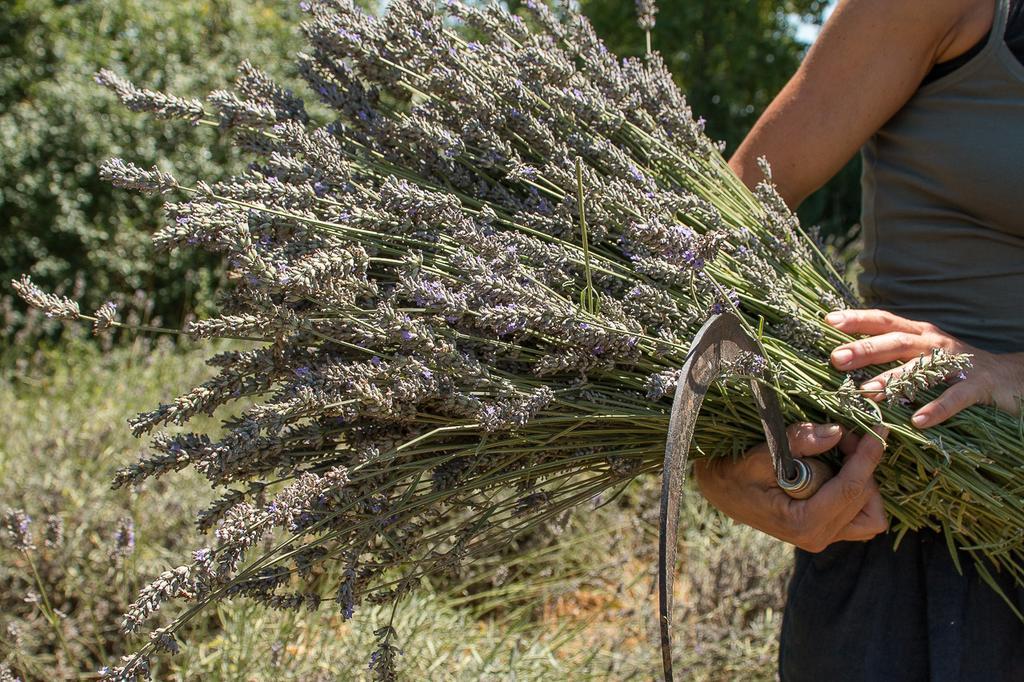 La casetta di Lu Affittacamere Cellarengo Esterno foto